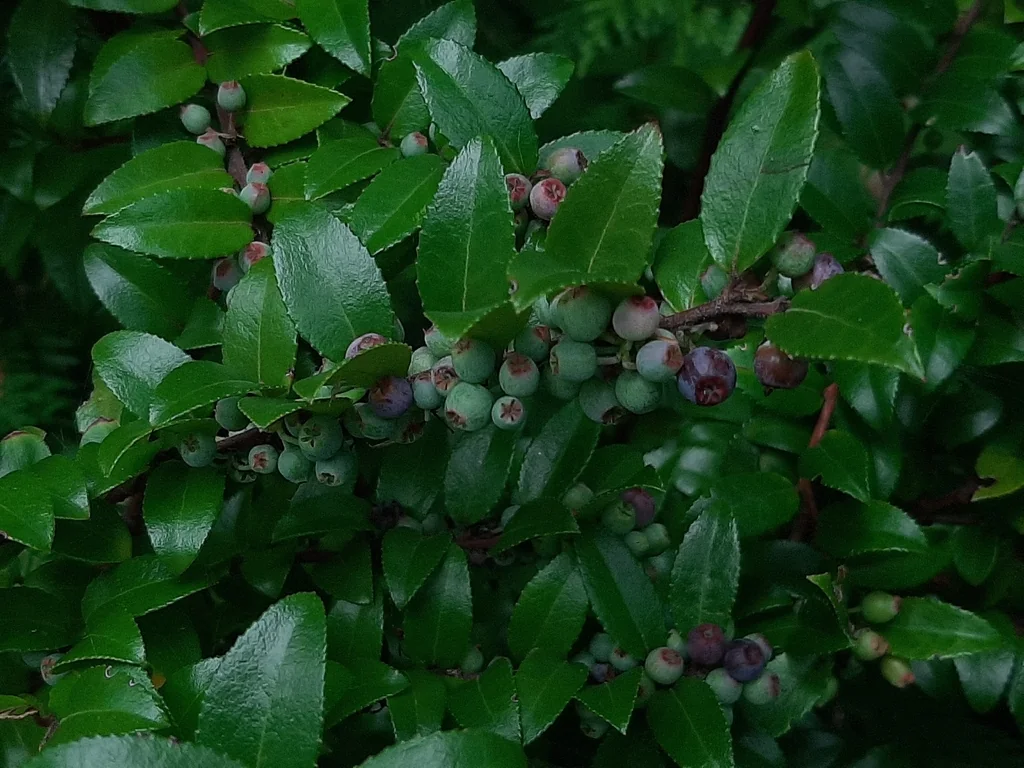 Vaccinium Ovatum
