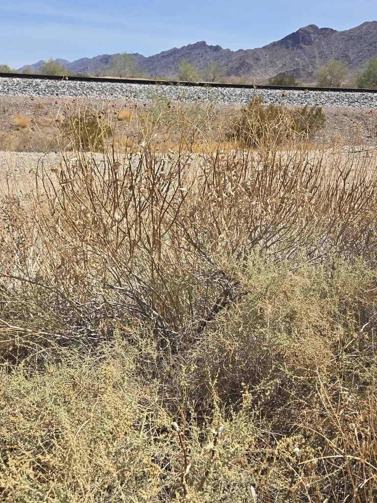 Encelia Farinosa