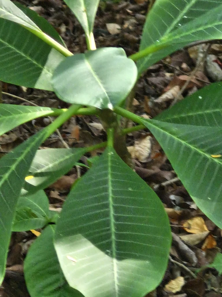 Plumeria Rubra