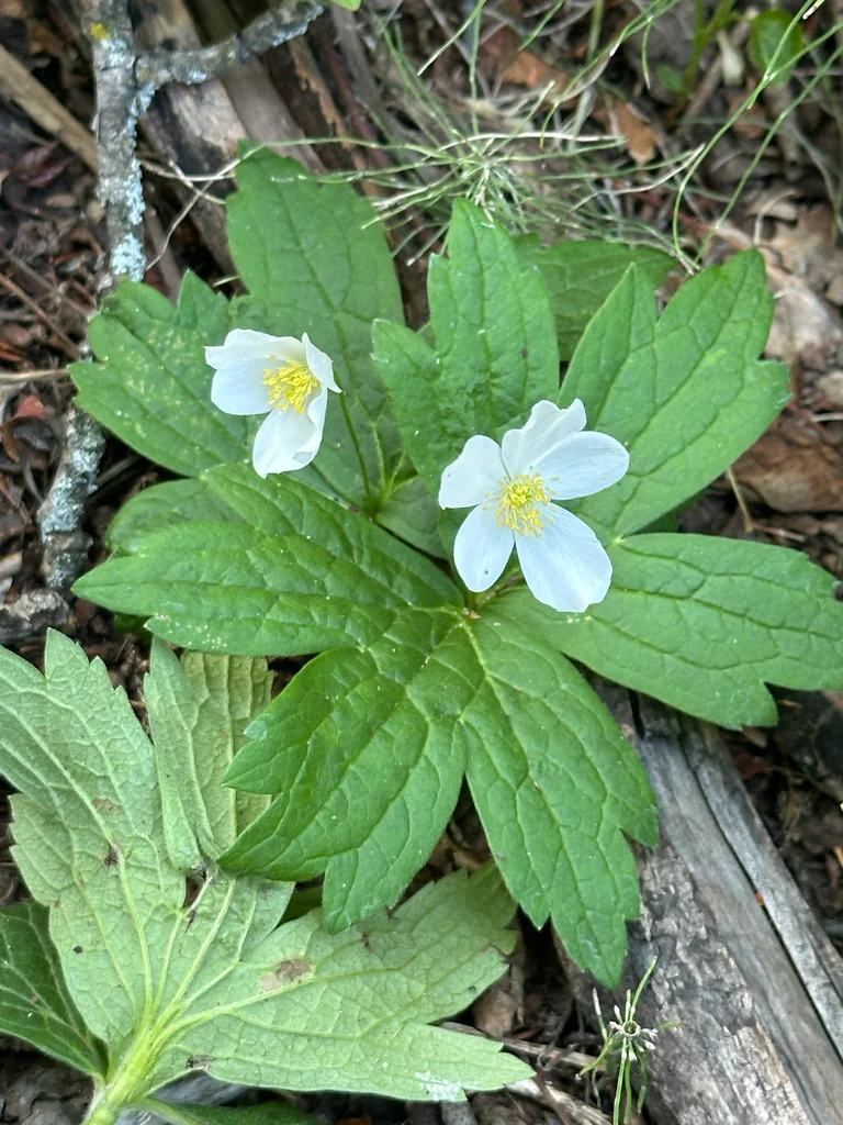 Anemone Canadensis