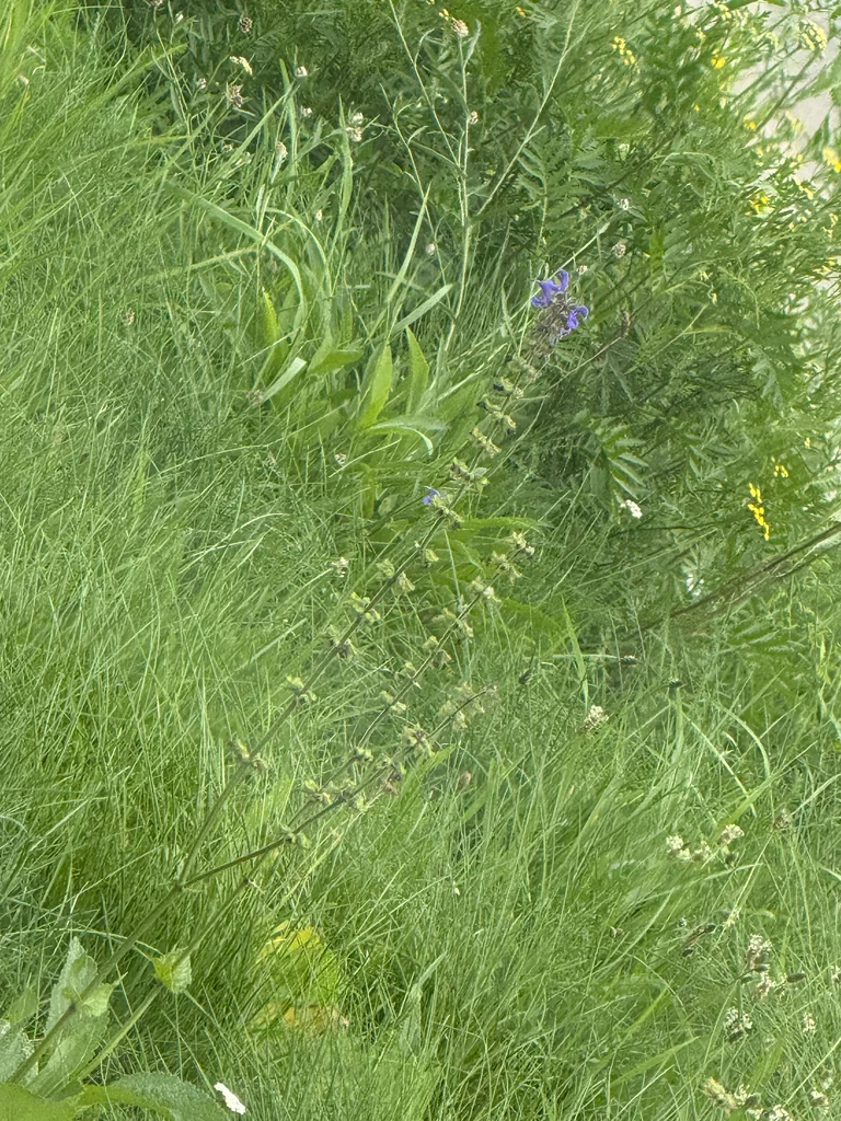 Salvia Pratensis