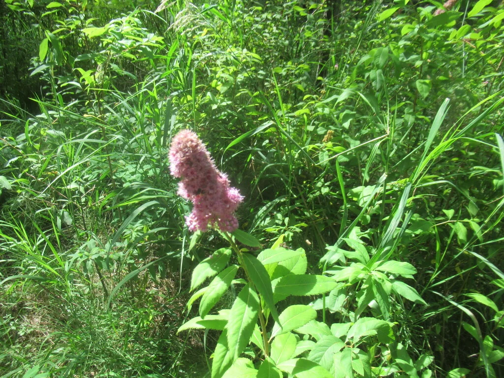 Spiraea Arguta