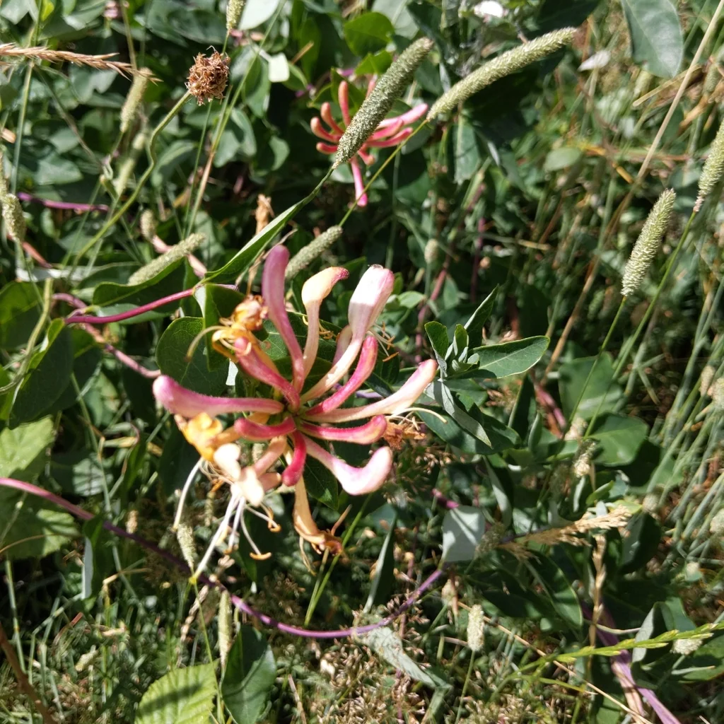 Lonicera periclymenum