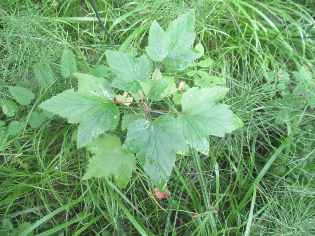 Ribes Nigrum