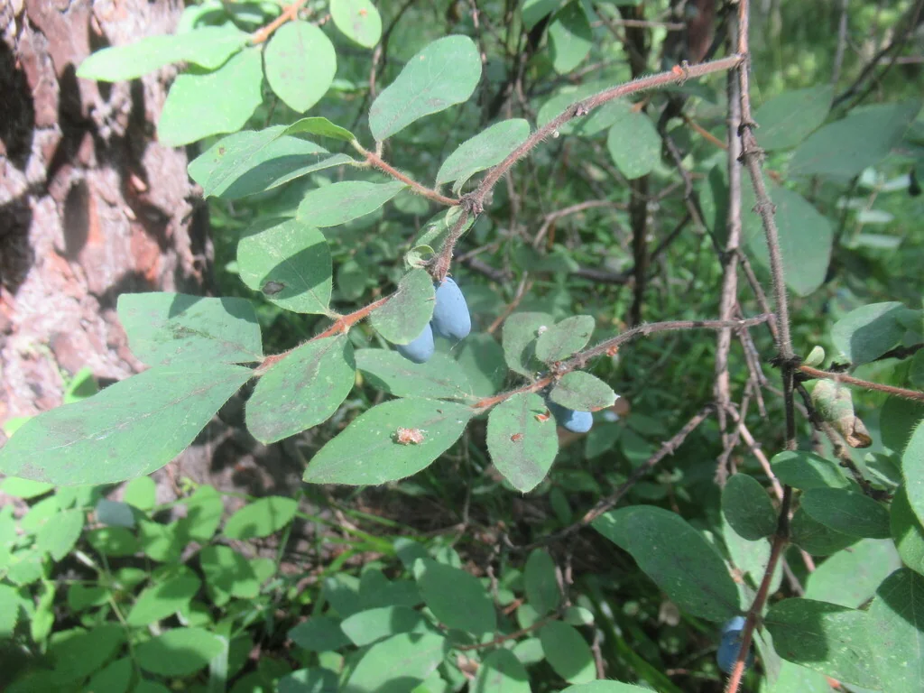 Lonicera Caerulea