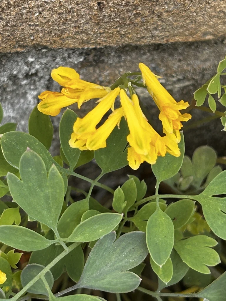 Corydalis Lutea
