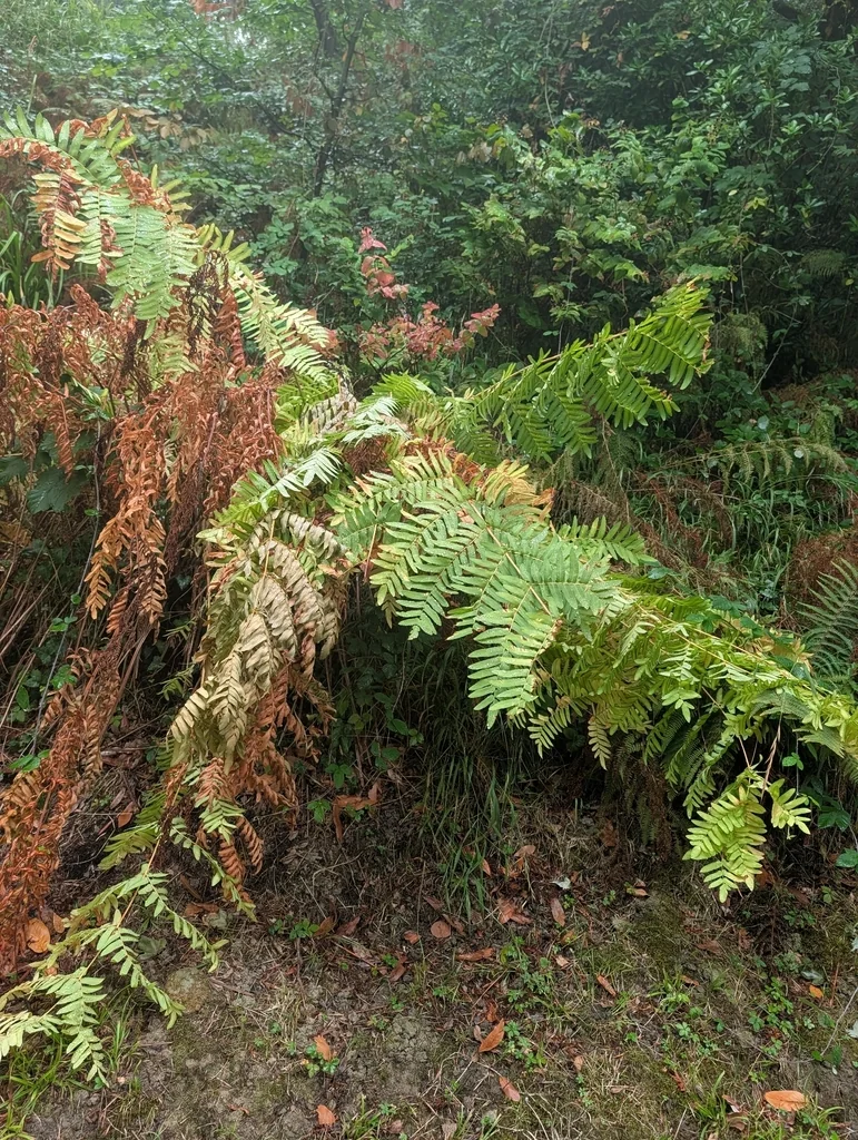 Osmunda Regalis