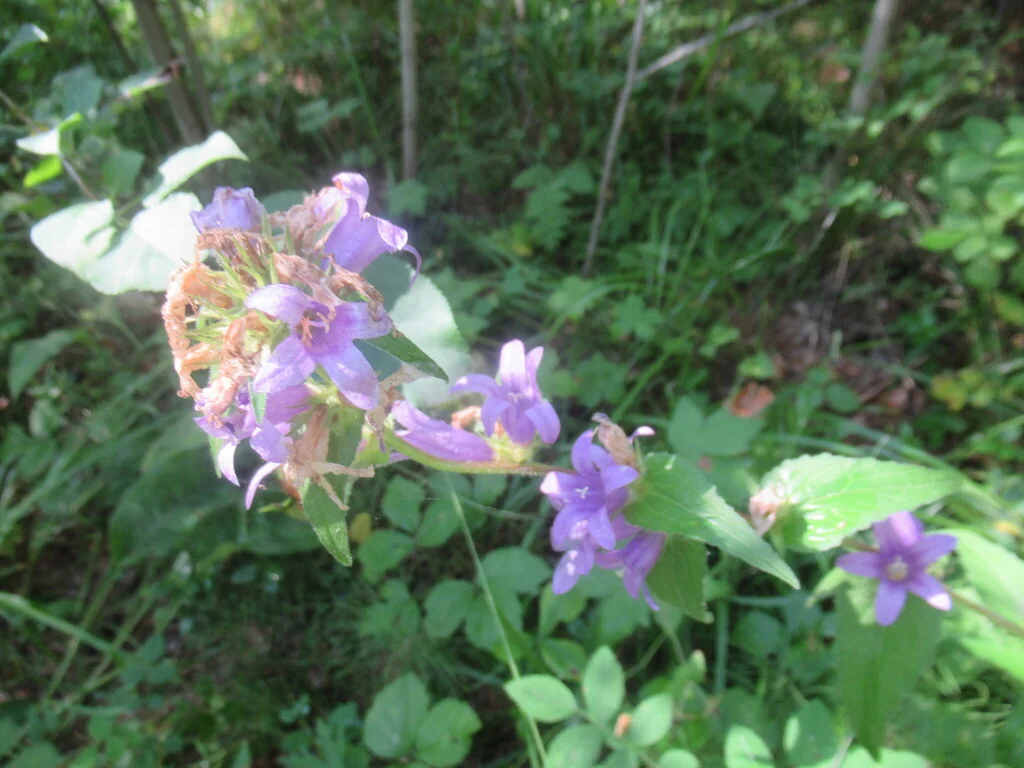 Campanula glomerata