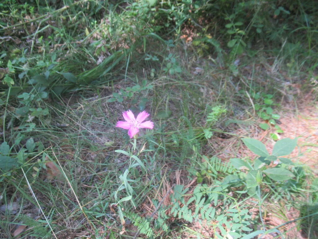 Dianthus Chinensis