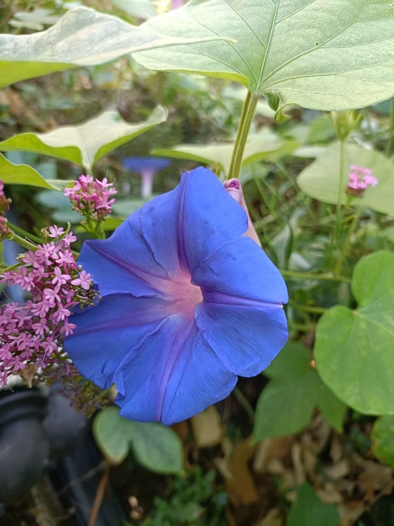 Ipomoea Indica