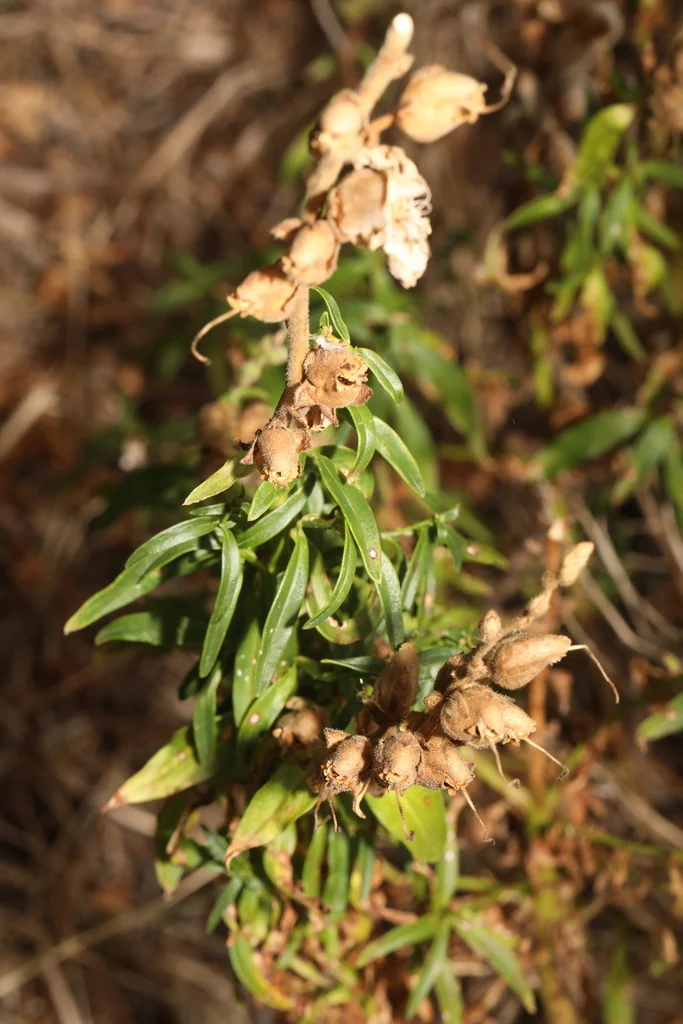 Antirrhinum Majus