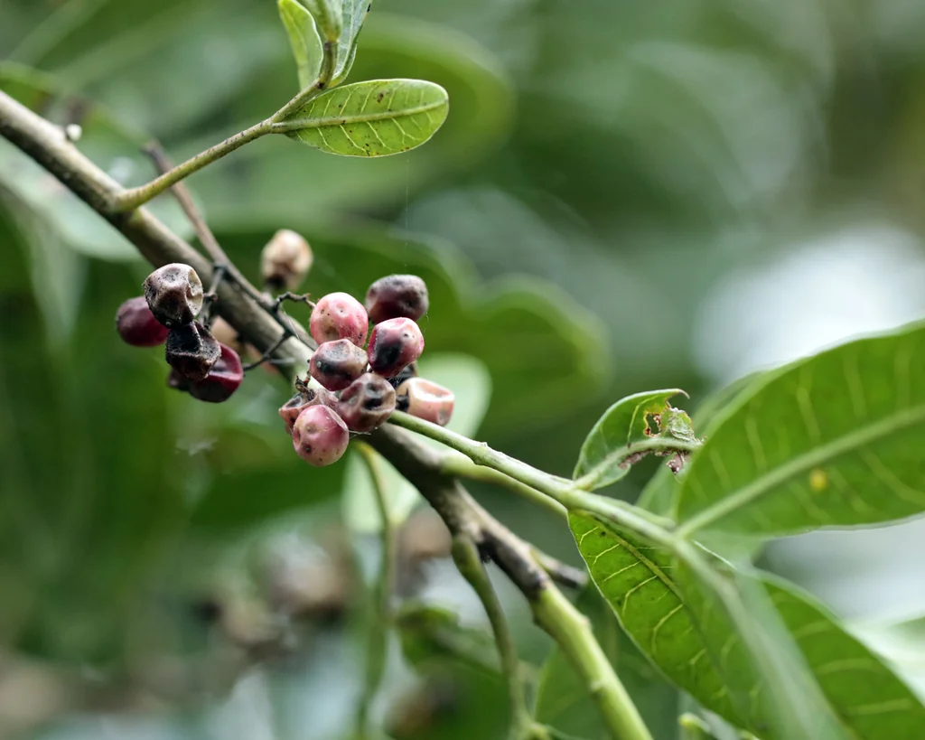 Schinus Terebinthifolius