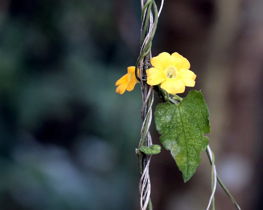 Thunbergia alata