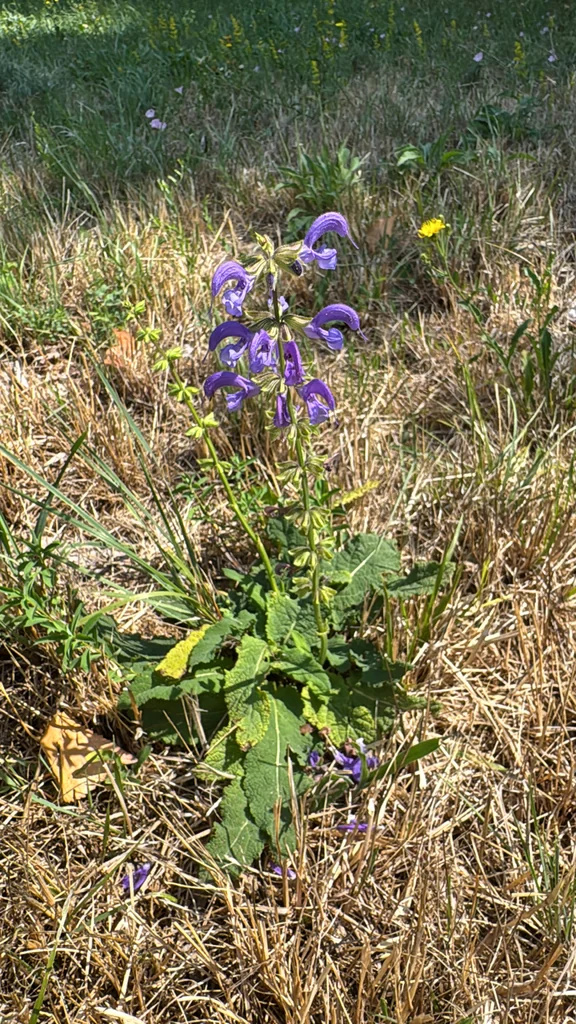 Salvia Pratensis