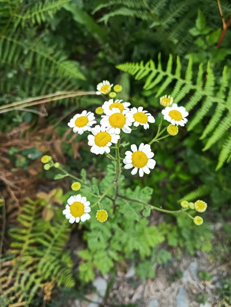 Tanacetum Parthenium