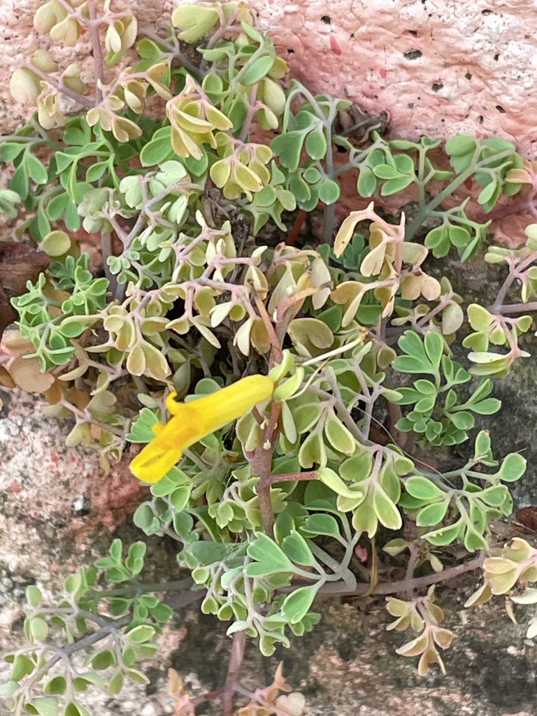 Corydalis Lutea