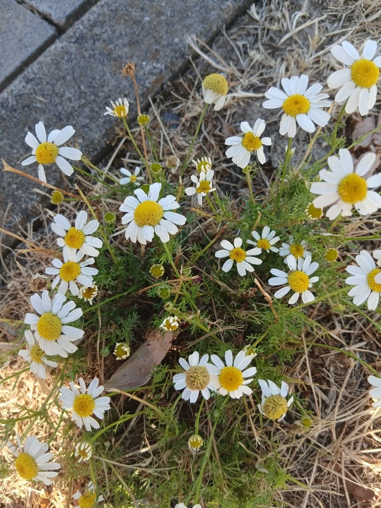 Matricaria Recutita