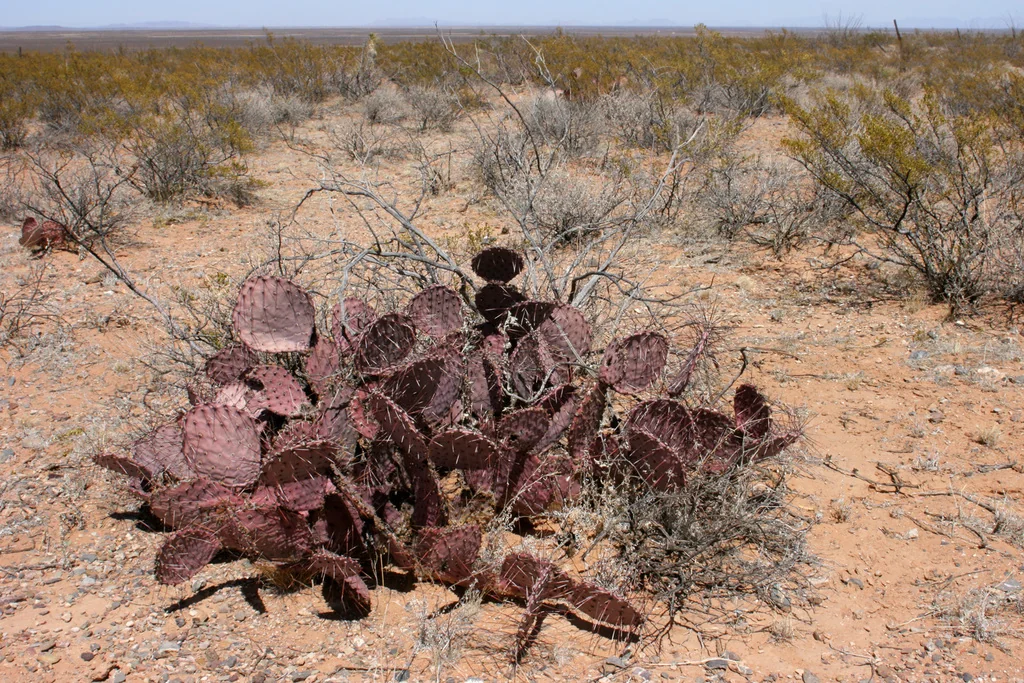 Opuntia Macrocentra