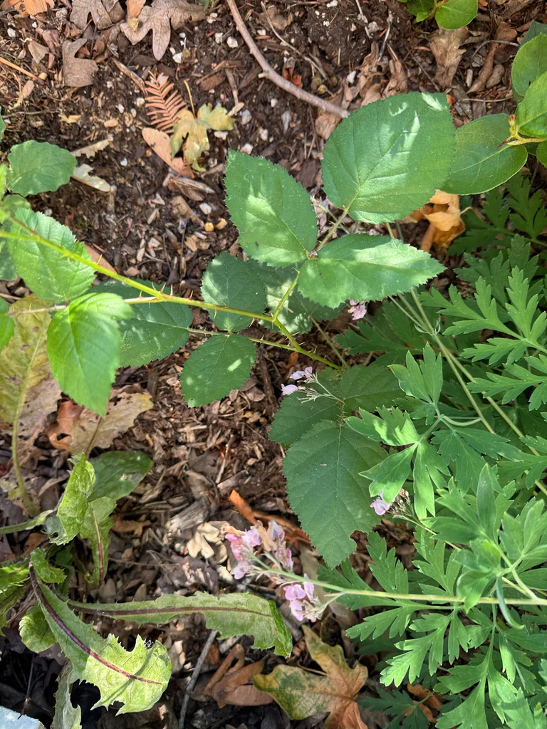 Rubus Ursinus