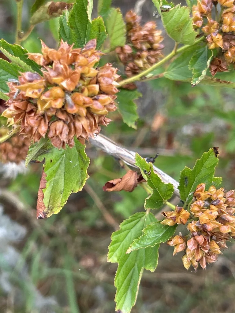 Physocarpus opulifolius