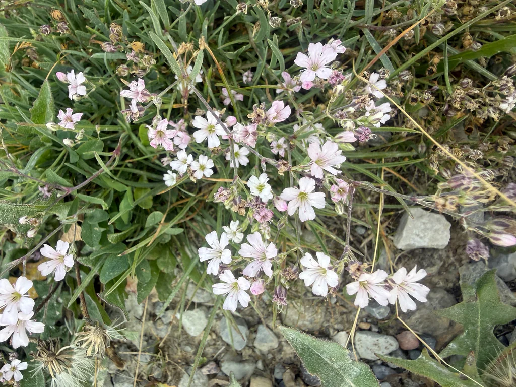 Gypsophila Repens