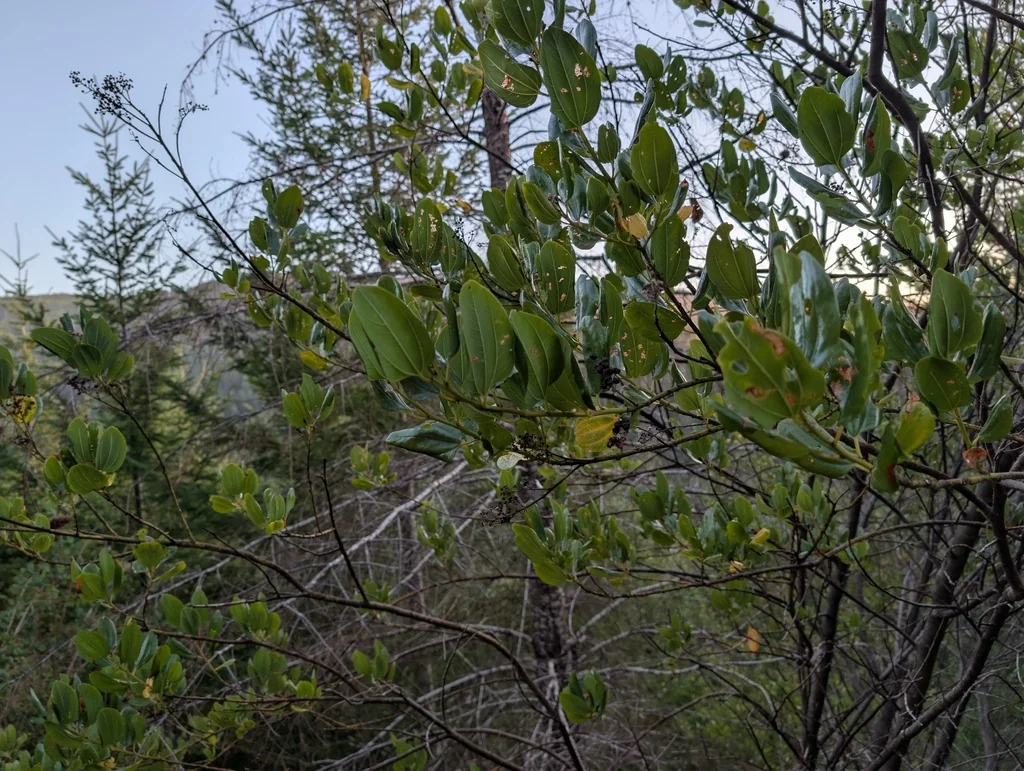 Ceanothus Velutinus