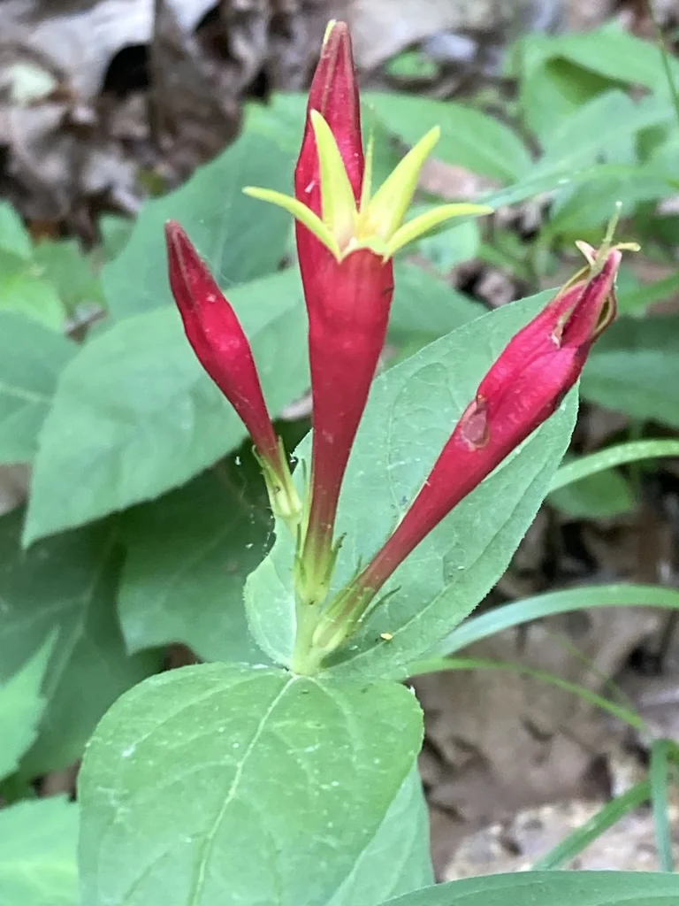 Spigelia marilandica