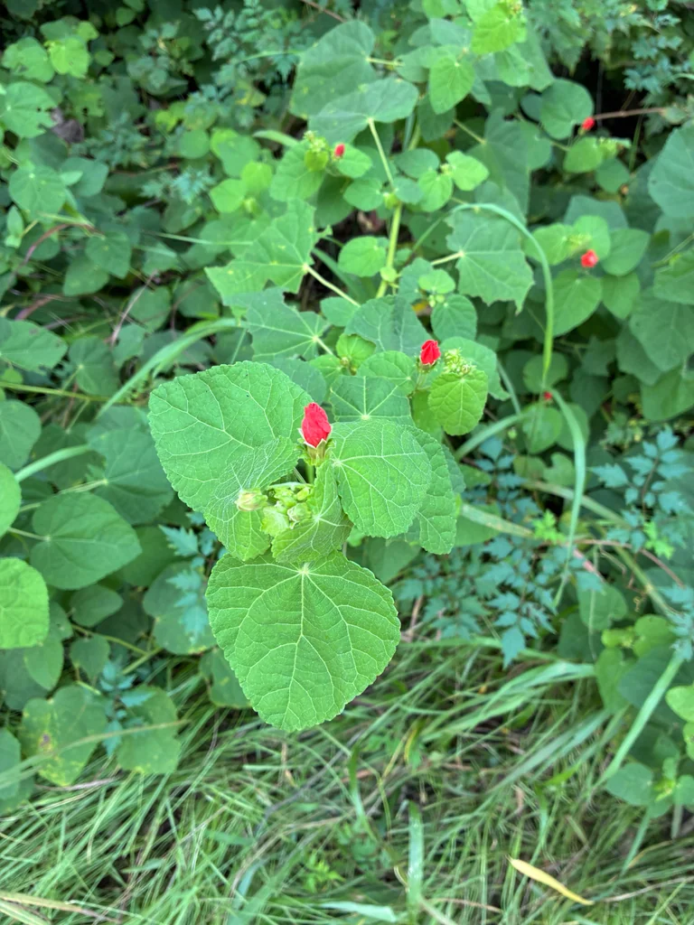 Malvaviscus Arboreus