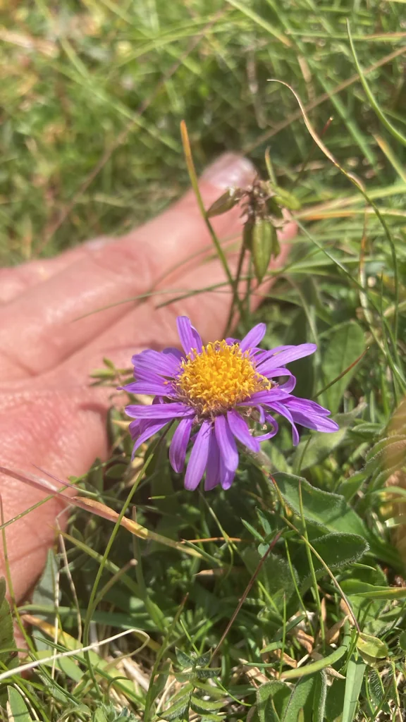 Aster alpinus