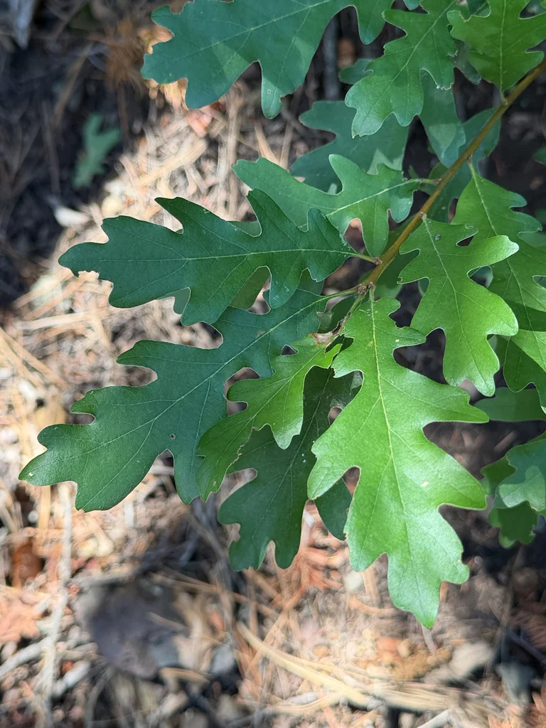 Quercus Gambelii