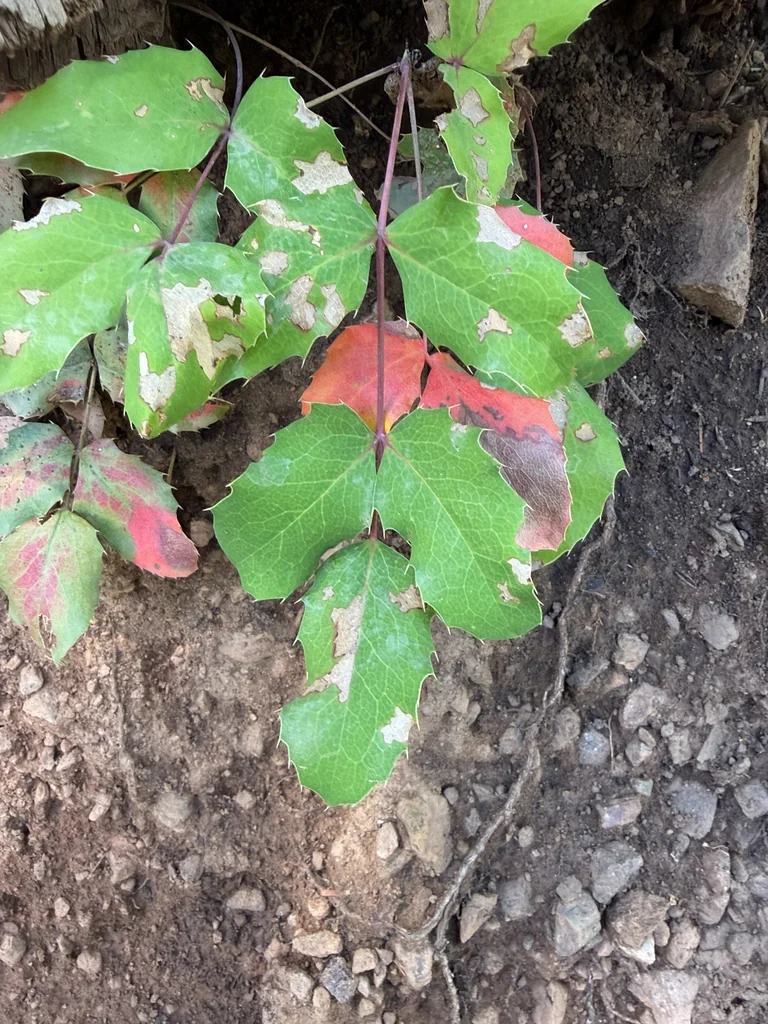 Mahonia Repens