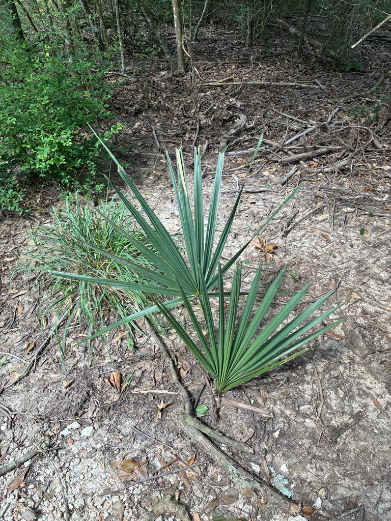 Sabal Minor