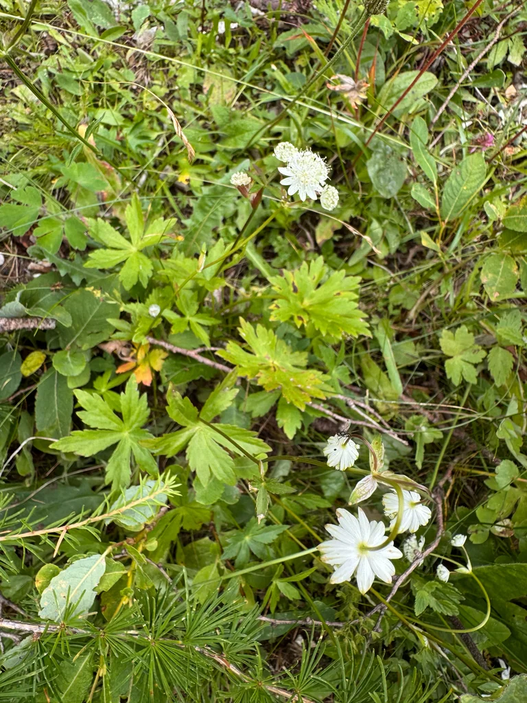Astrantia Major