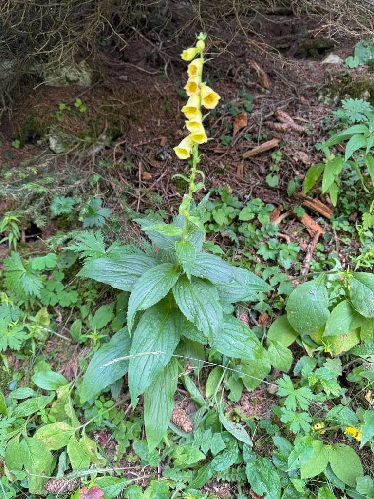 Digitalis Grandiflora