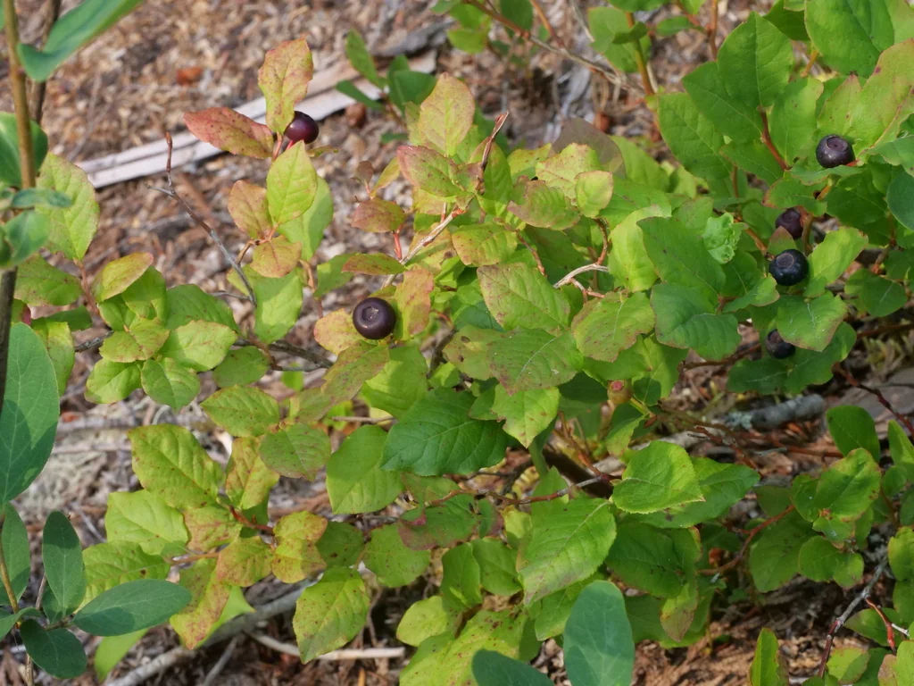 Vaccinium Membranaceum