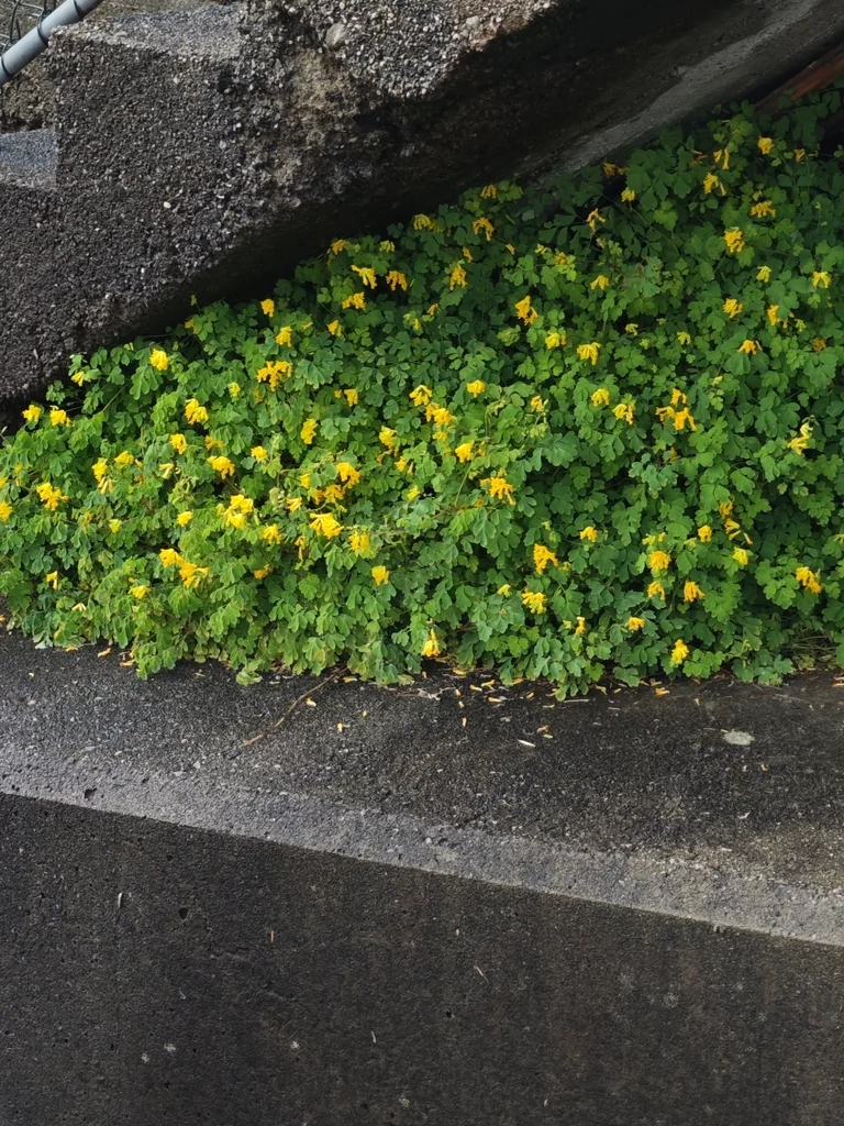 Corydalis Lutea
