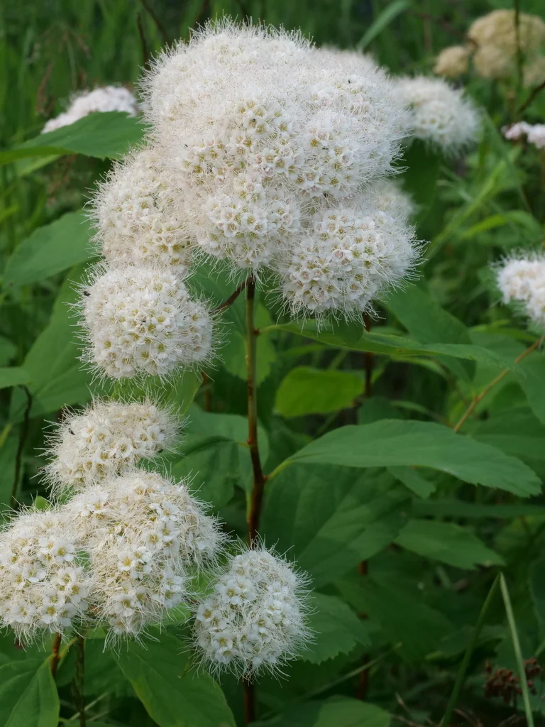 Spiraea Betulifolia Var. Lucida