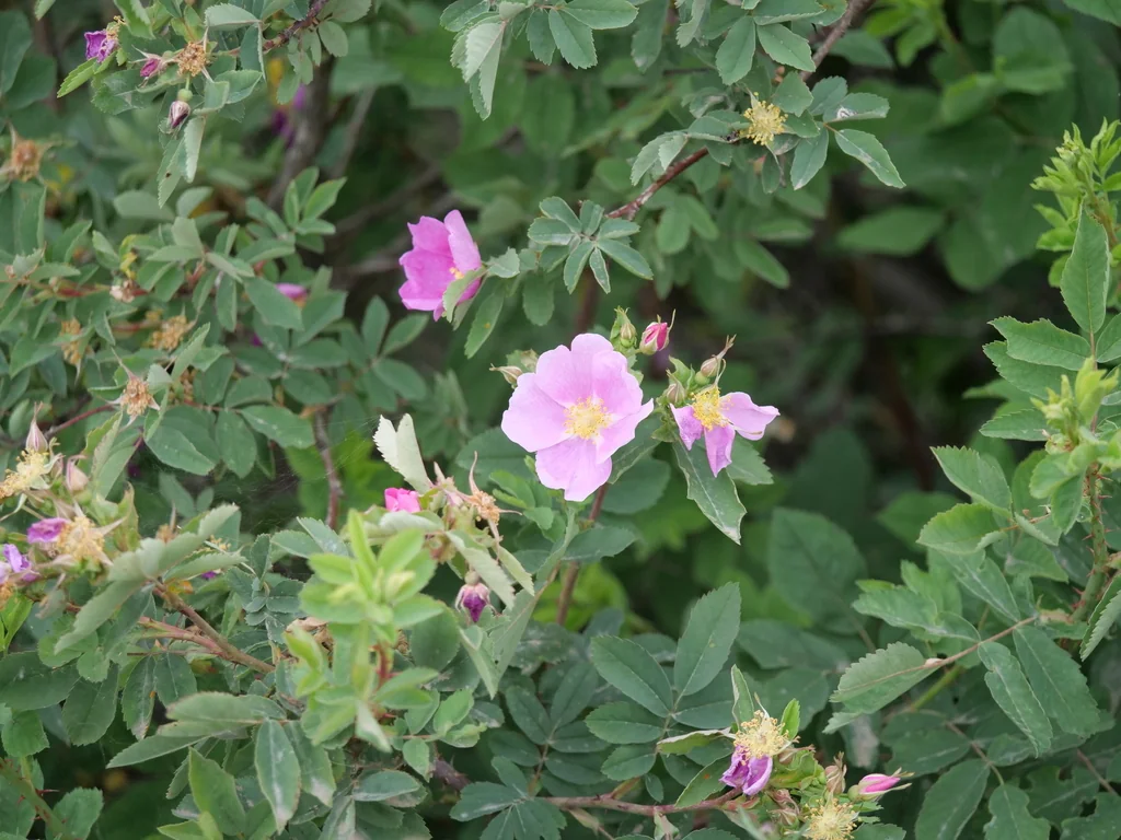 Rosa Woodsii