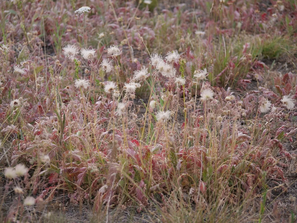 Geum Triflorum