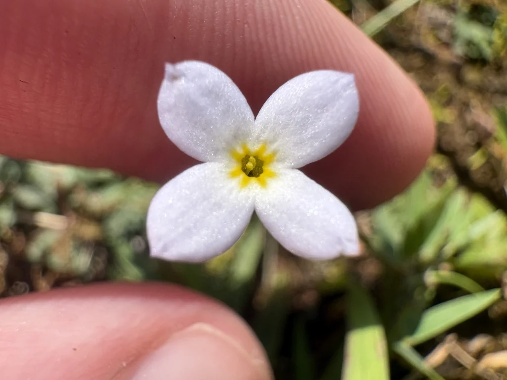 Houstonia Caerulea