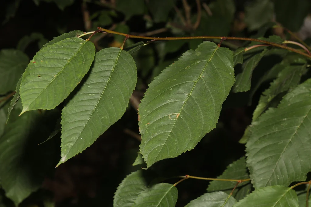 Prunus Avium