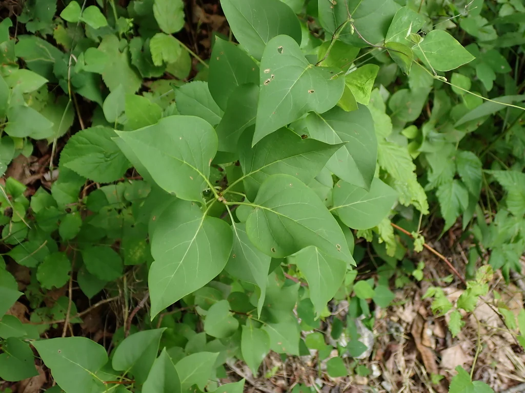 Syringa Vulgaris