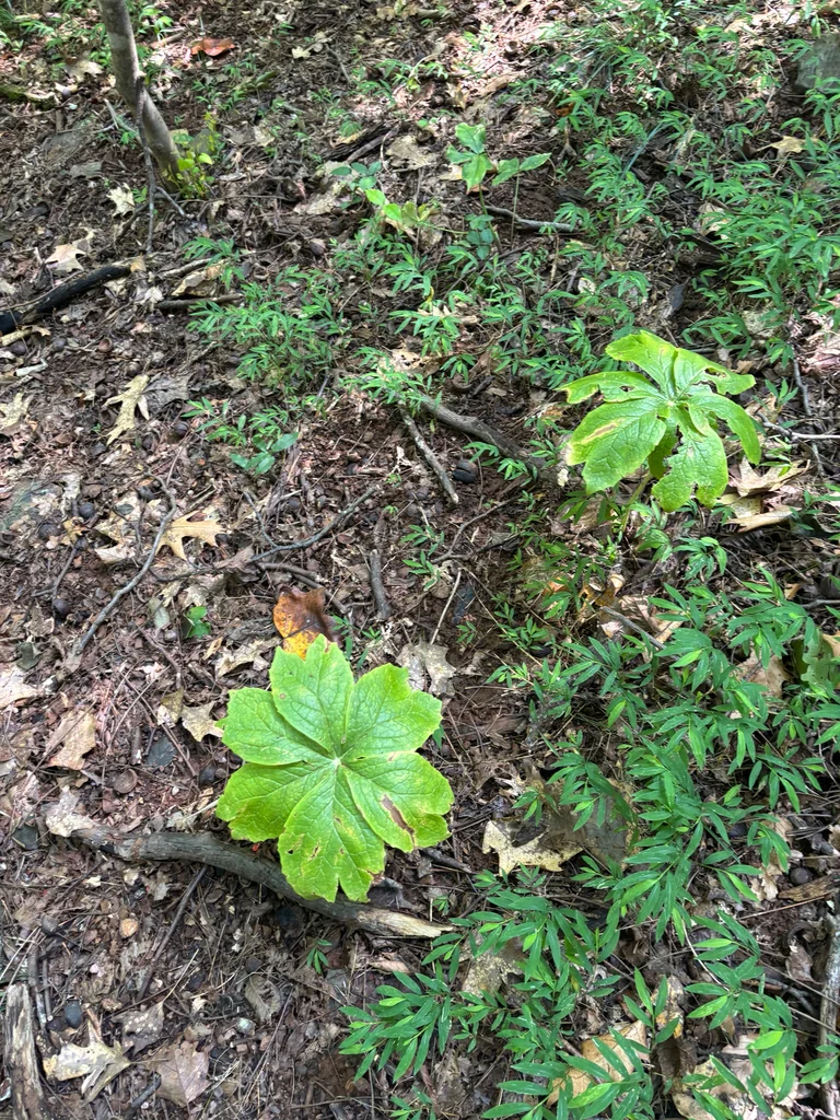 Podophyllum Peltatum