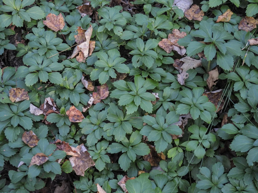 Pachysandra Terminalis