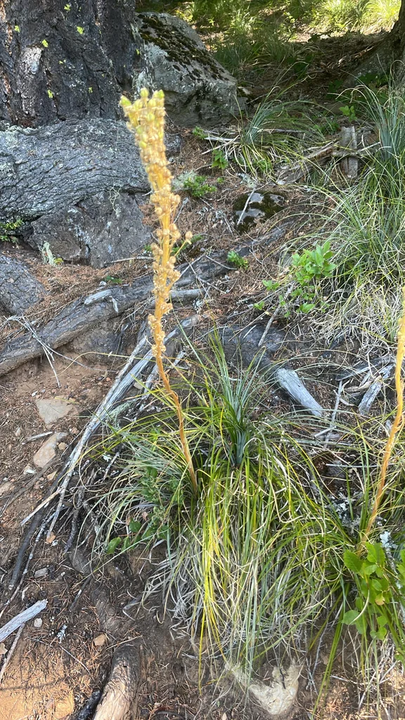 Xerophyllum Tenax