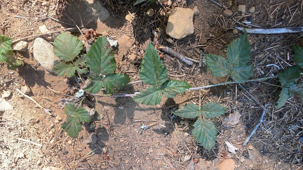 Rubus Ursinus