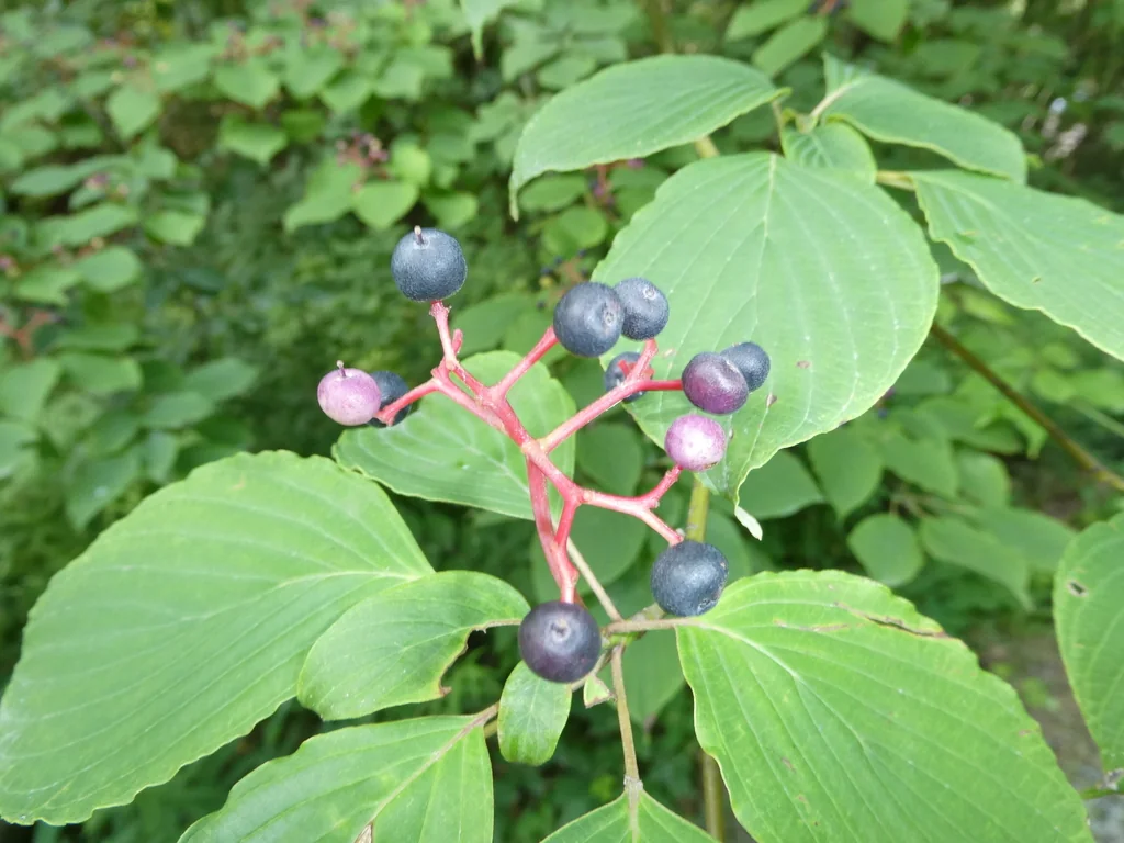 Cornus Alternifolia