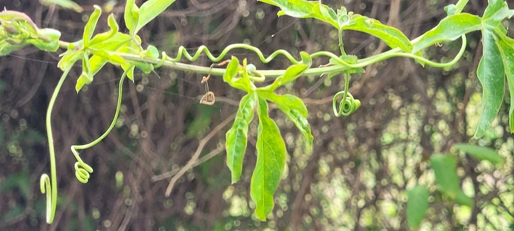 Passiflora Caerulea