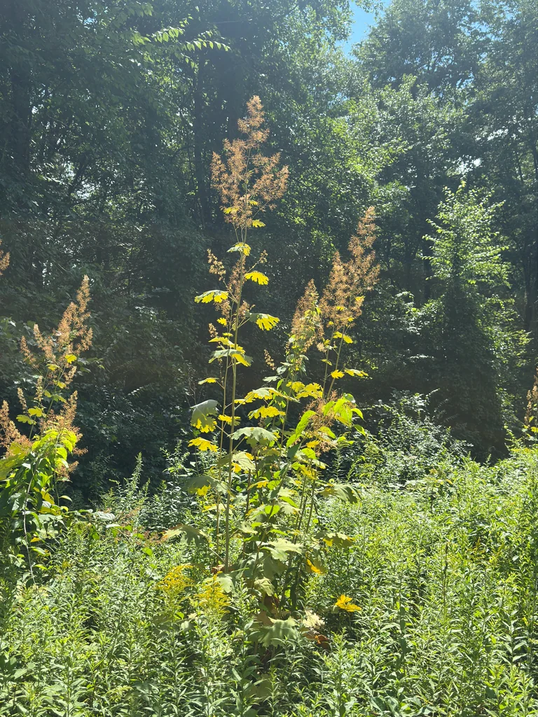 Macleaya Cordata