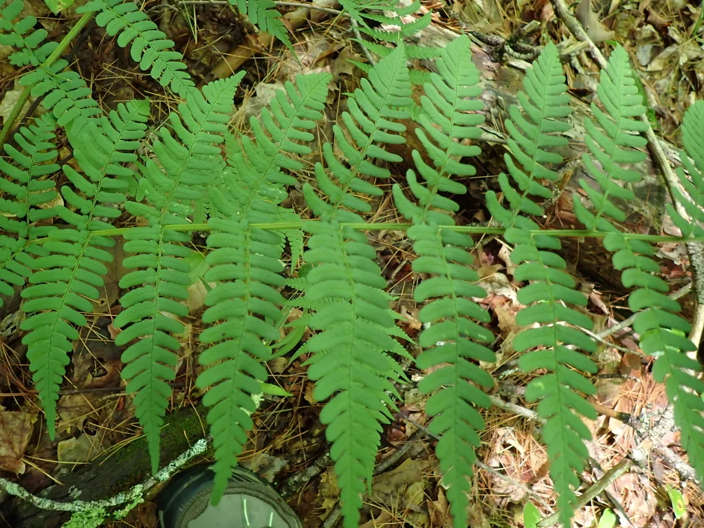 Dryopteris Marginalis
